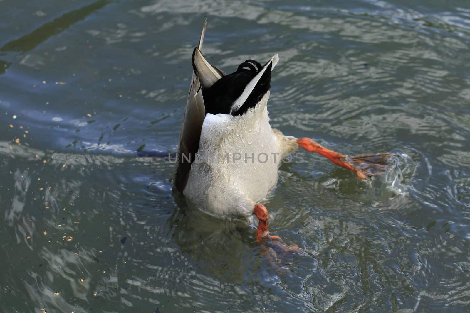 duck