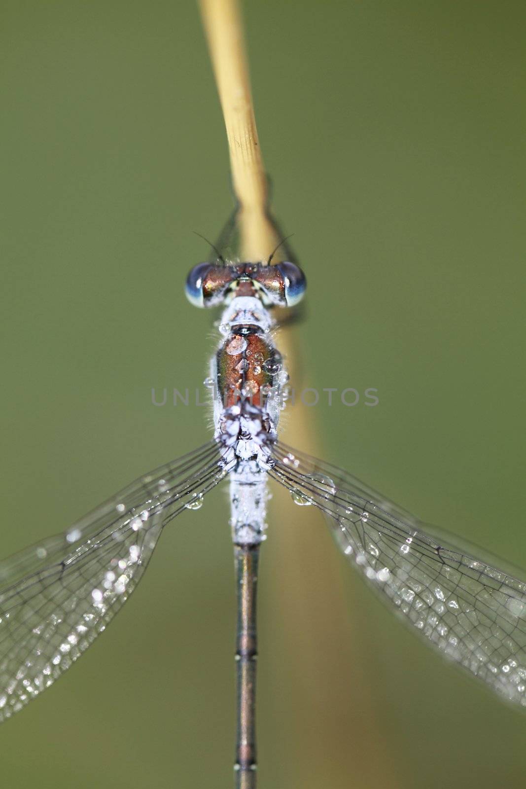 dragonfly