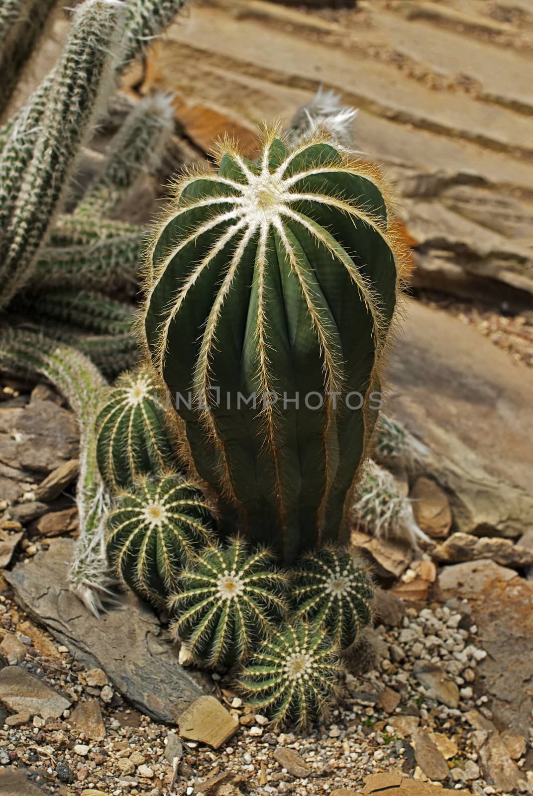 Species of flowering plant in the Cactaceae family