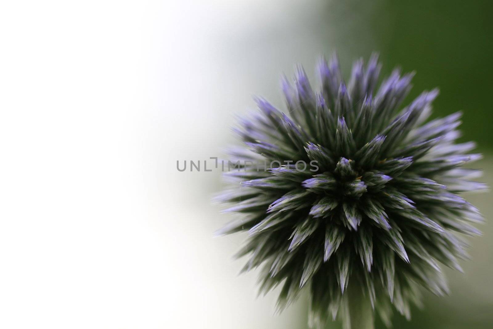 grass