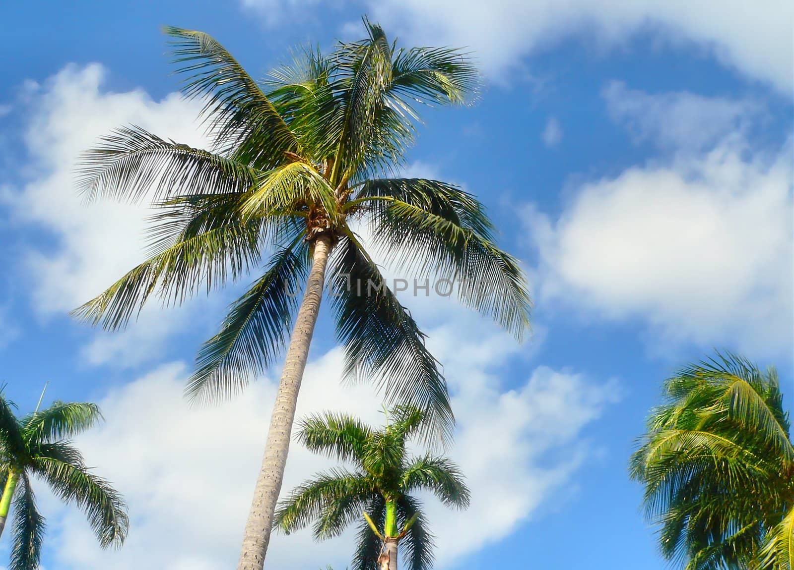 Palm trees and blue sky with puffy white clouds