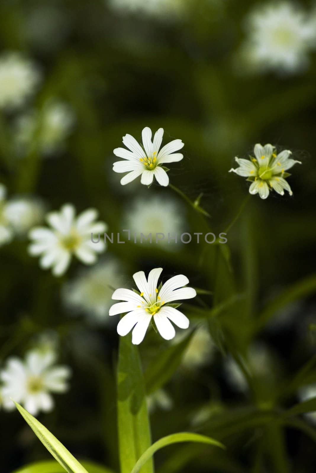 white beautiful flower on the green background and copy space for sample text here