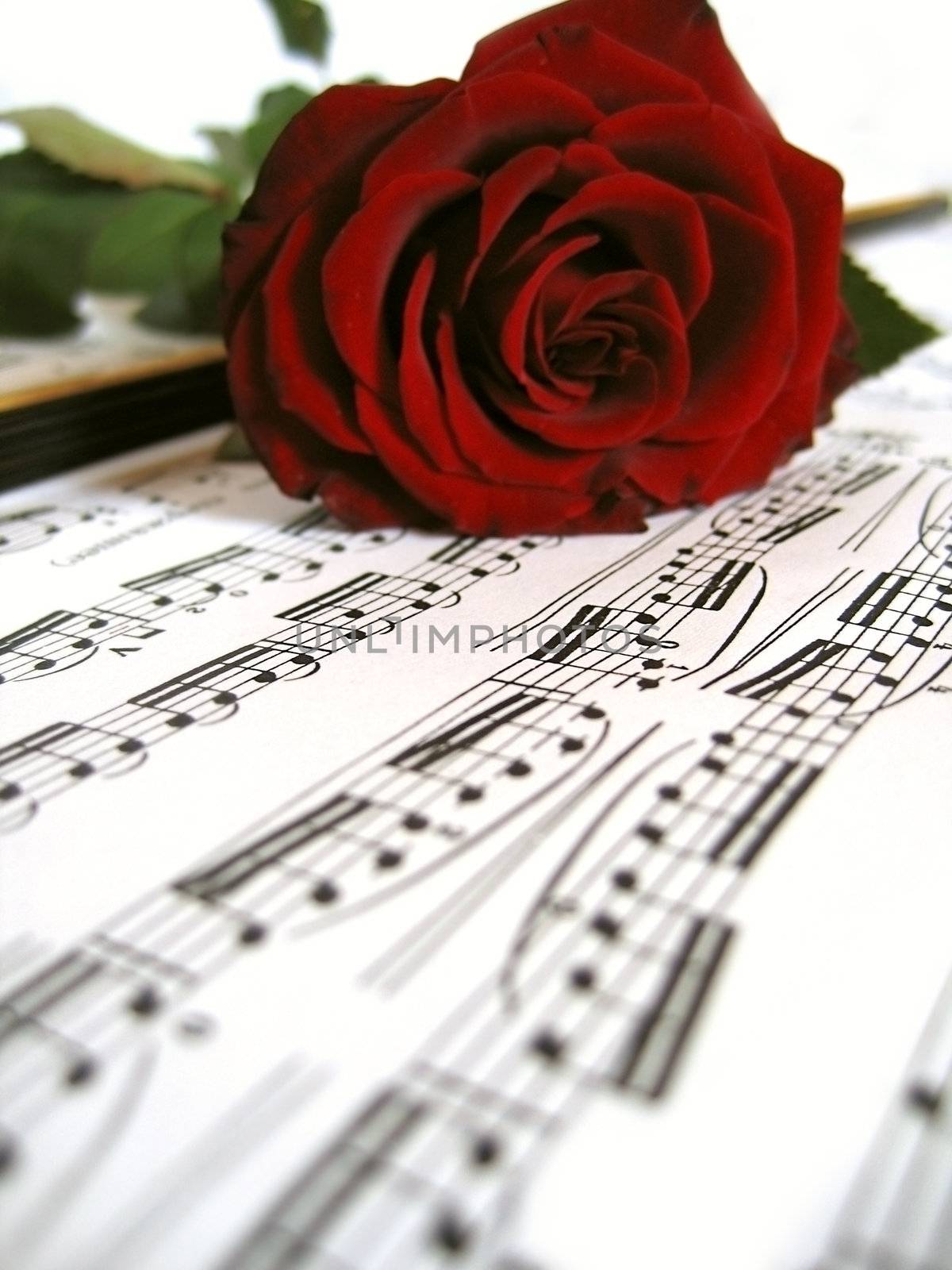 Red rose over sheet music