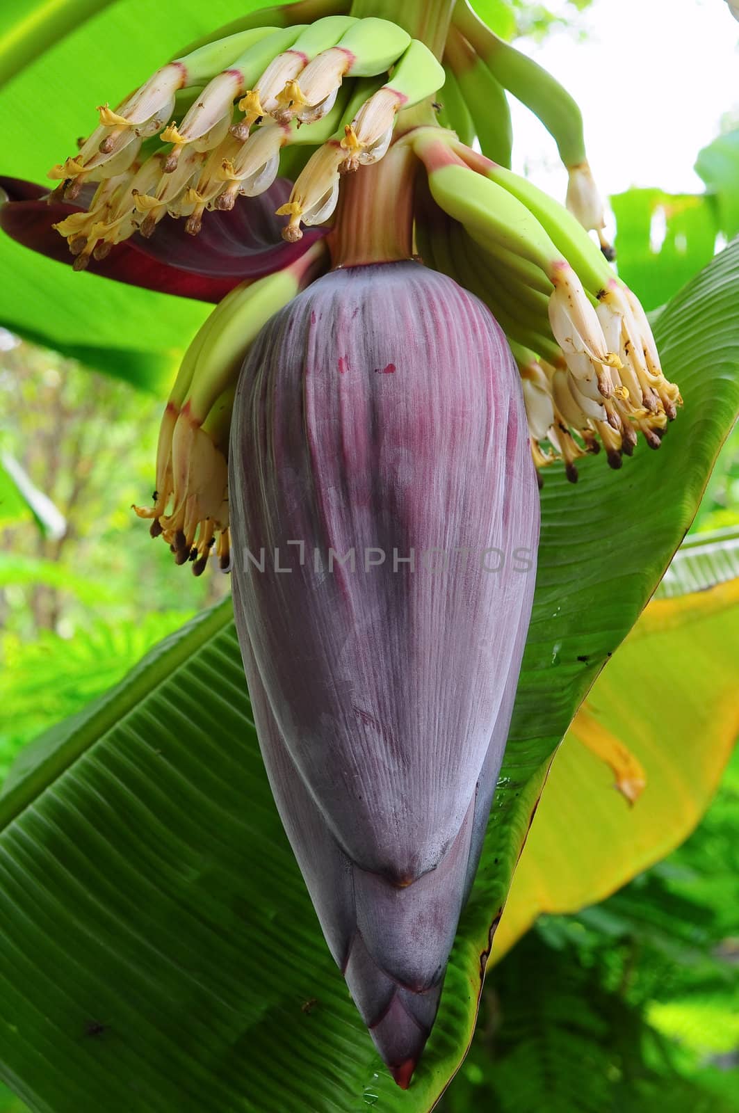 banana flower