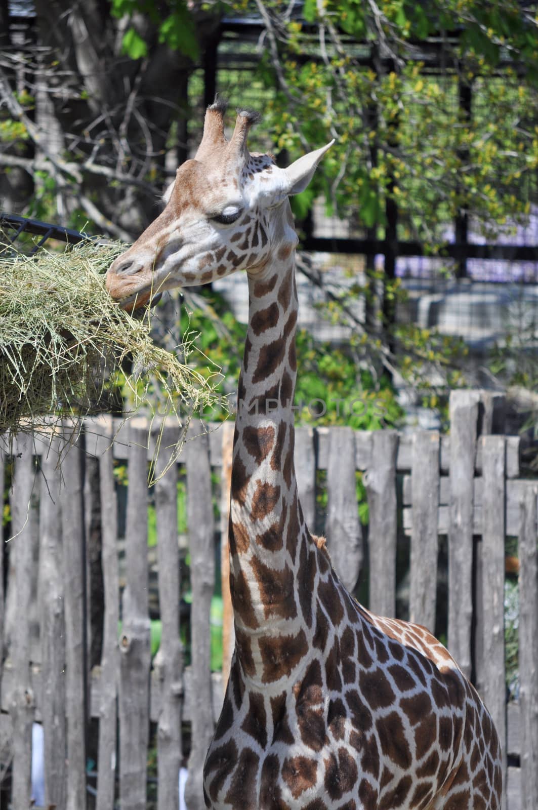 Giraffe, Giraffa Camelopardalis (Kingdom Animalia, Phylum Chordata, Class Mammalia, Order Artiodactyla, Family Giraffidae)