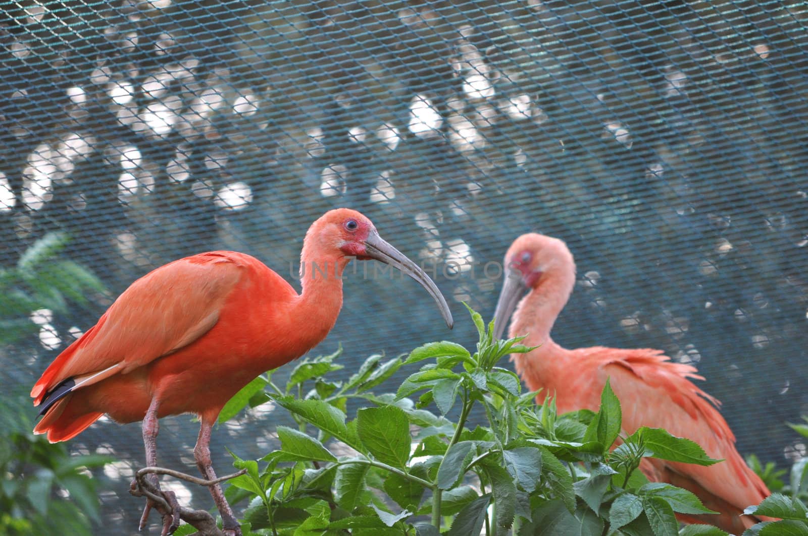 A Pelican of the bird family Pelecanidae