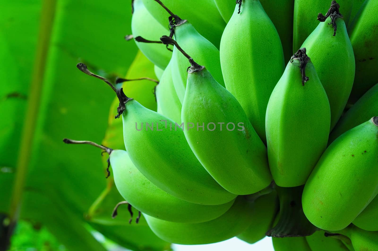 Close up shot of a head of bananas on a banana tree