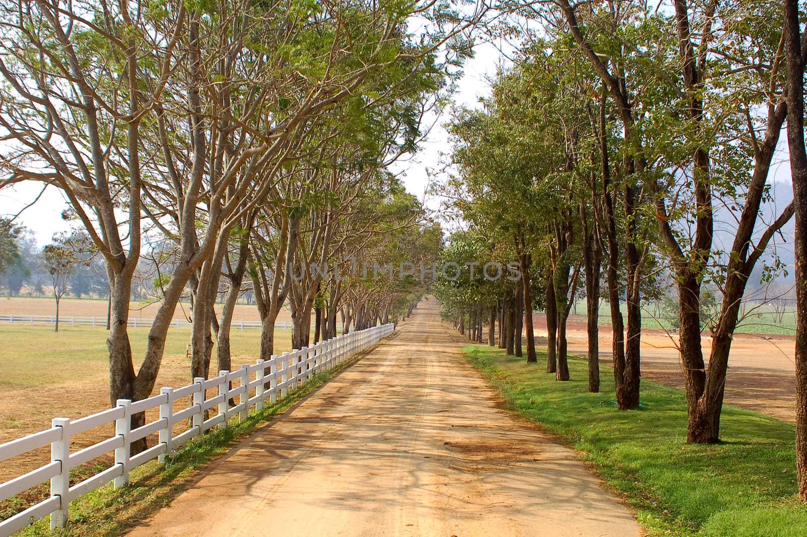 Road in a farm