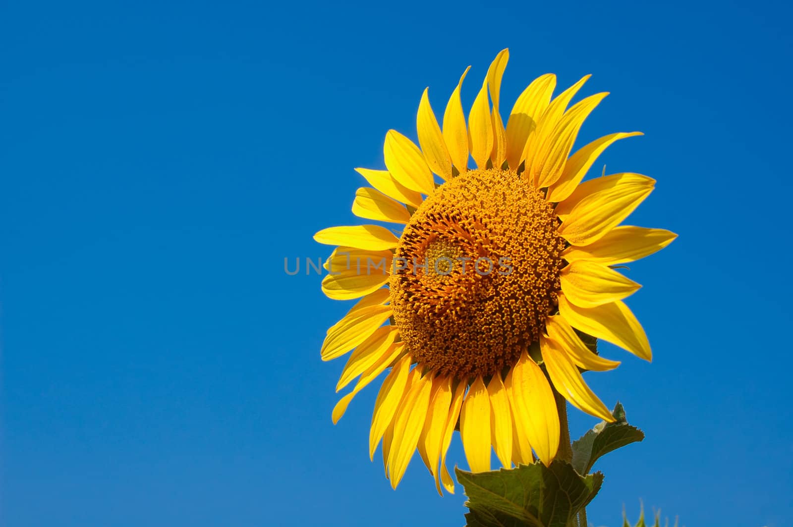 Sunflower in blue sky