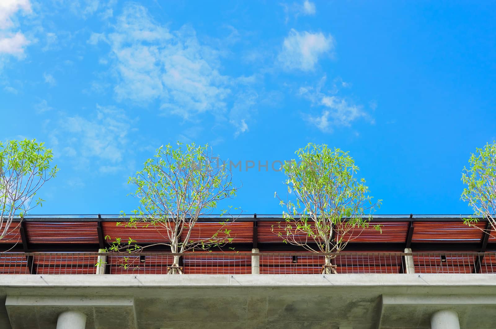 trees on roof deck