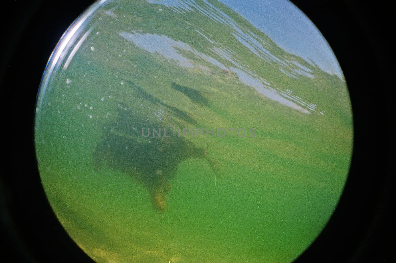 underwater dog swim in baltic