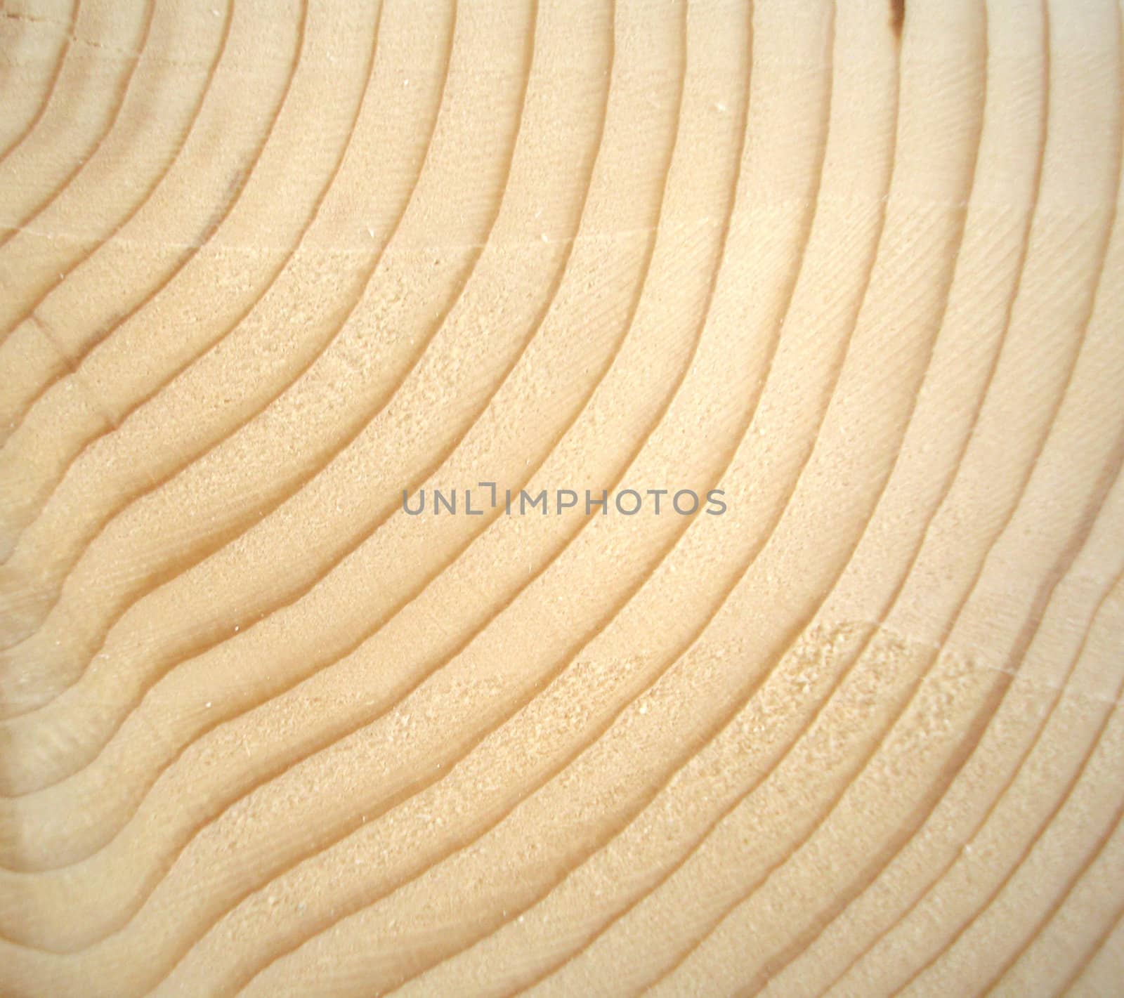 Wood cross section with annual growth rings 