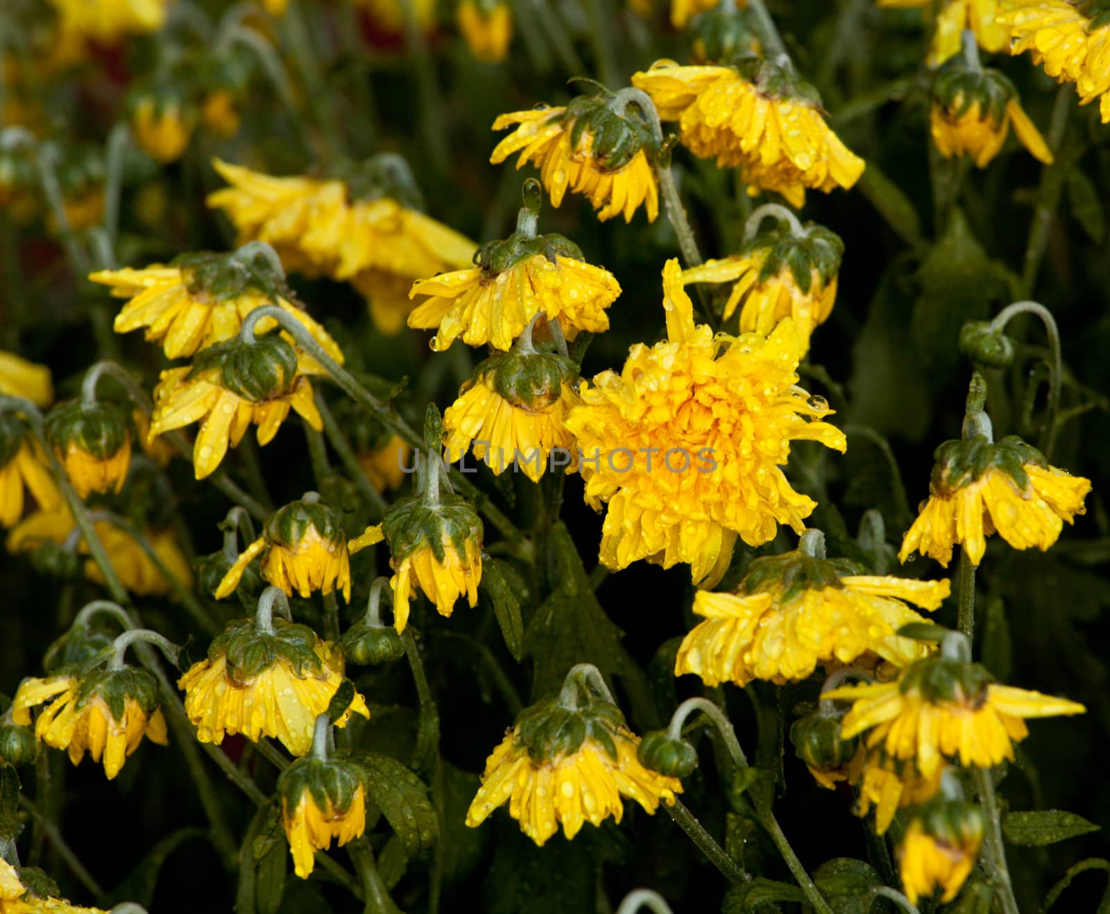 Yellow chrysanthemum flowers wilting in the heat and being revived by watering