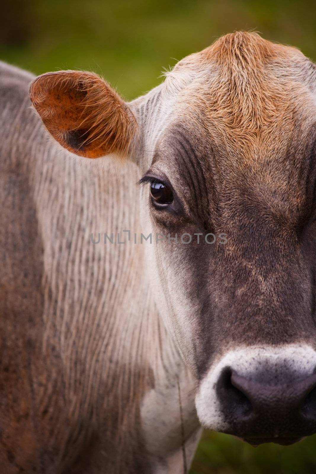 Closeup on the eye of a cow in Costa Rica