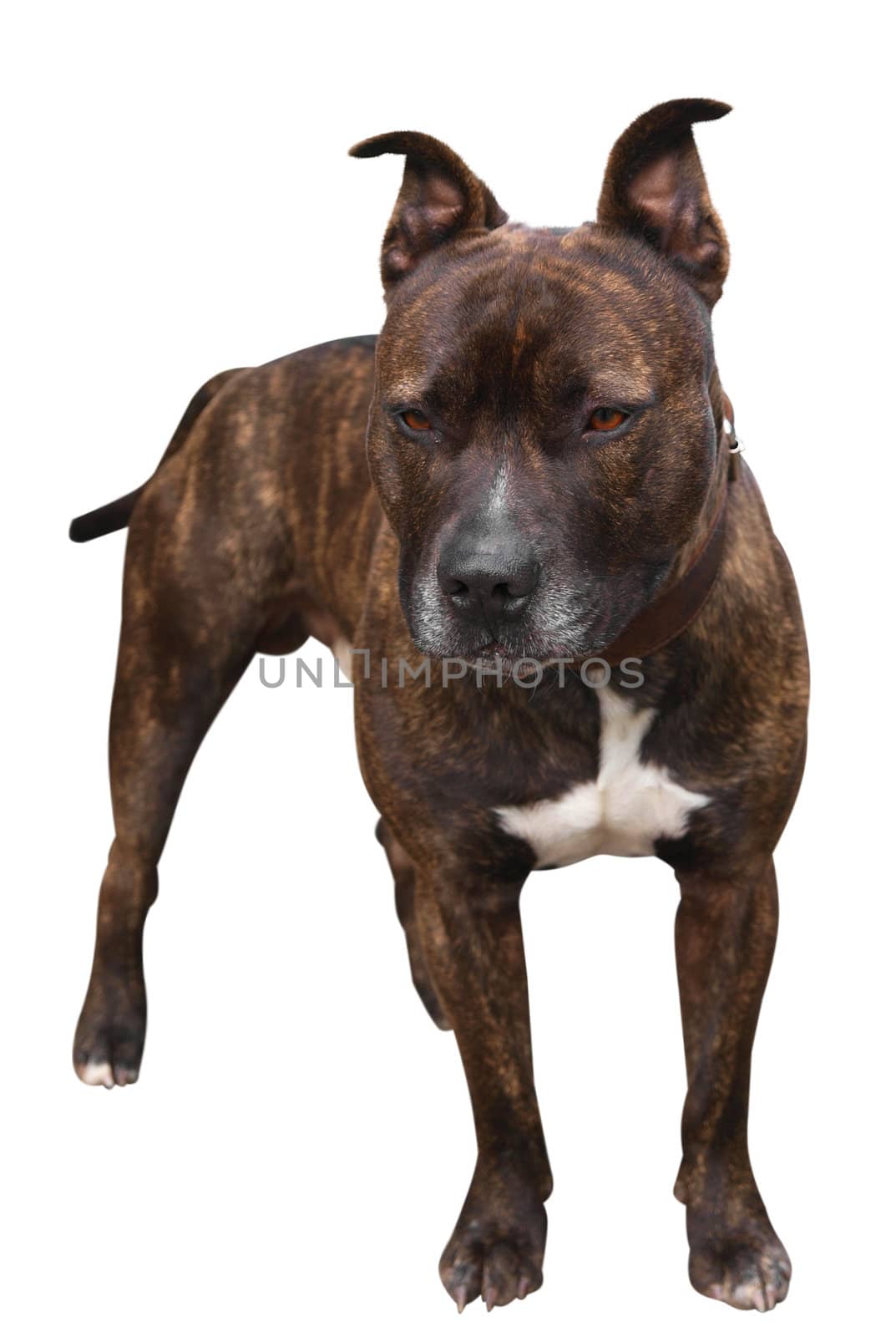 Staffy Mastiff Cross by MargoJH