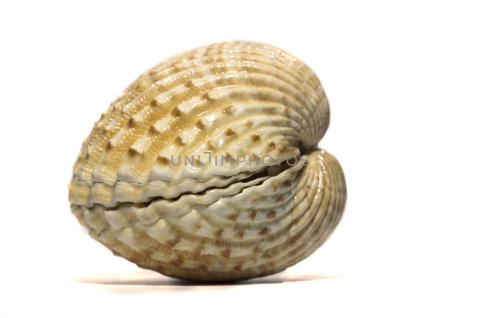 Close view detail  of a cockle shell isolated on a white background.