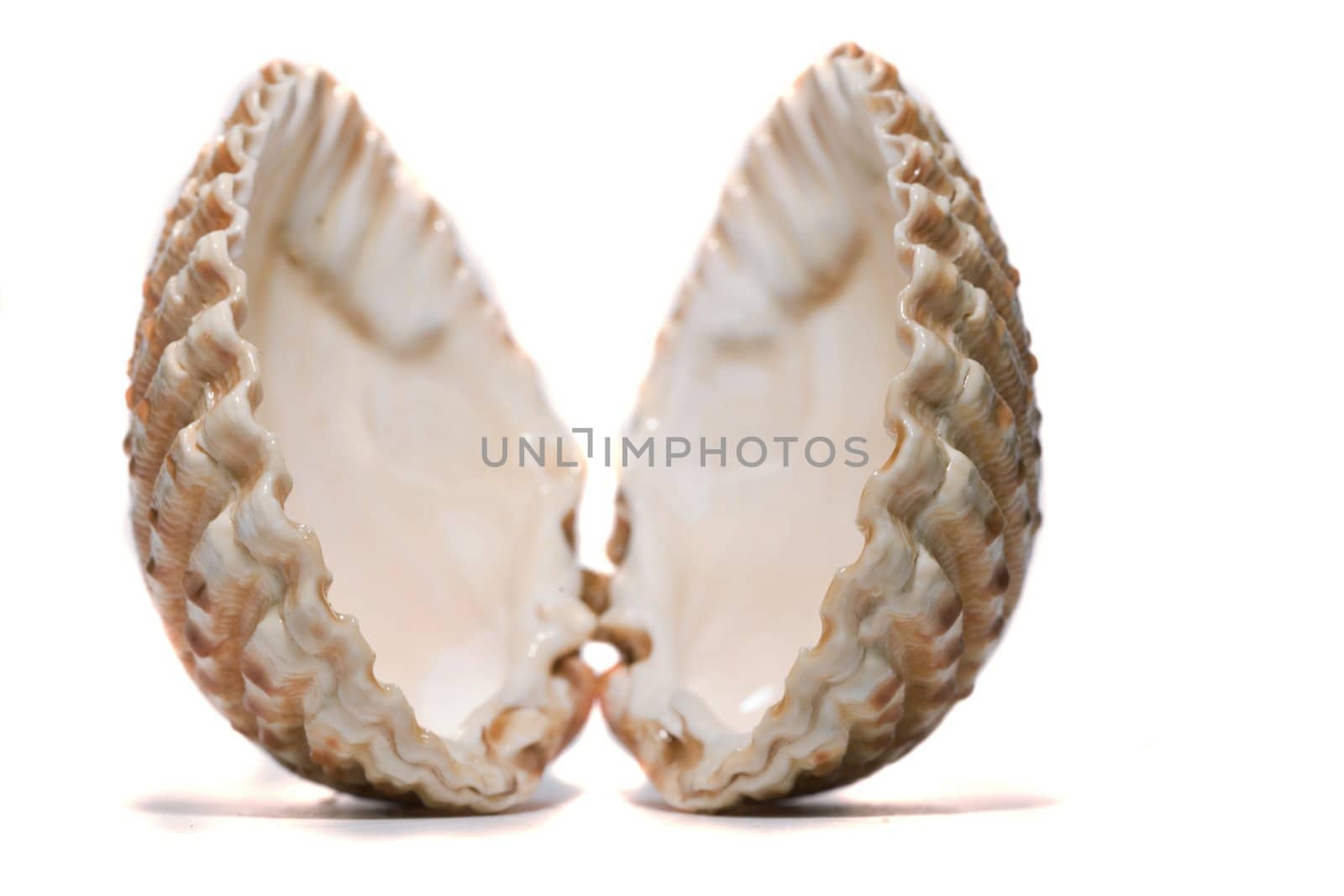 Close view detail  of a cockle shell isolated on a white background.