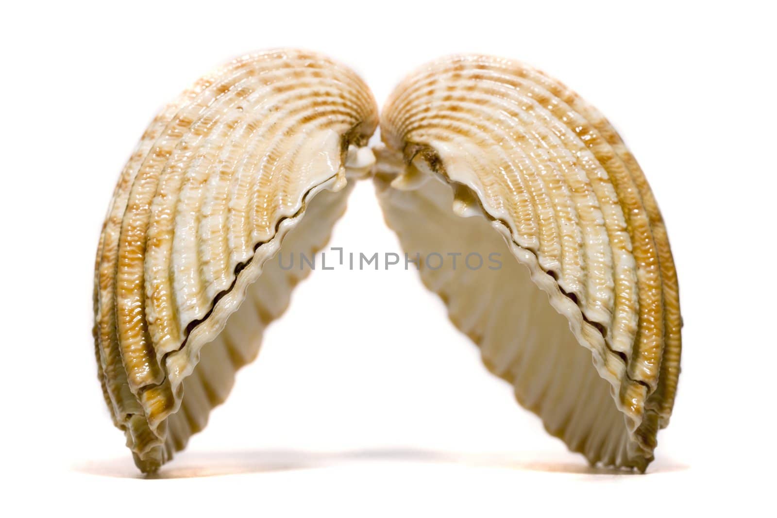 Close view detail  of a cockle shell isolated on a white background.