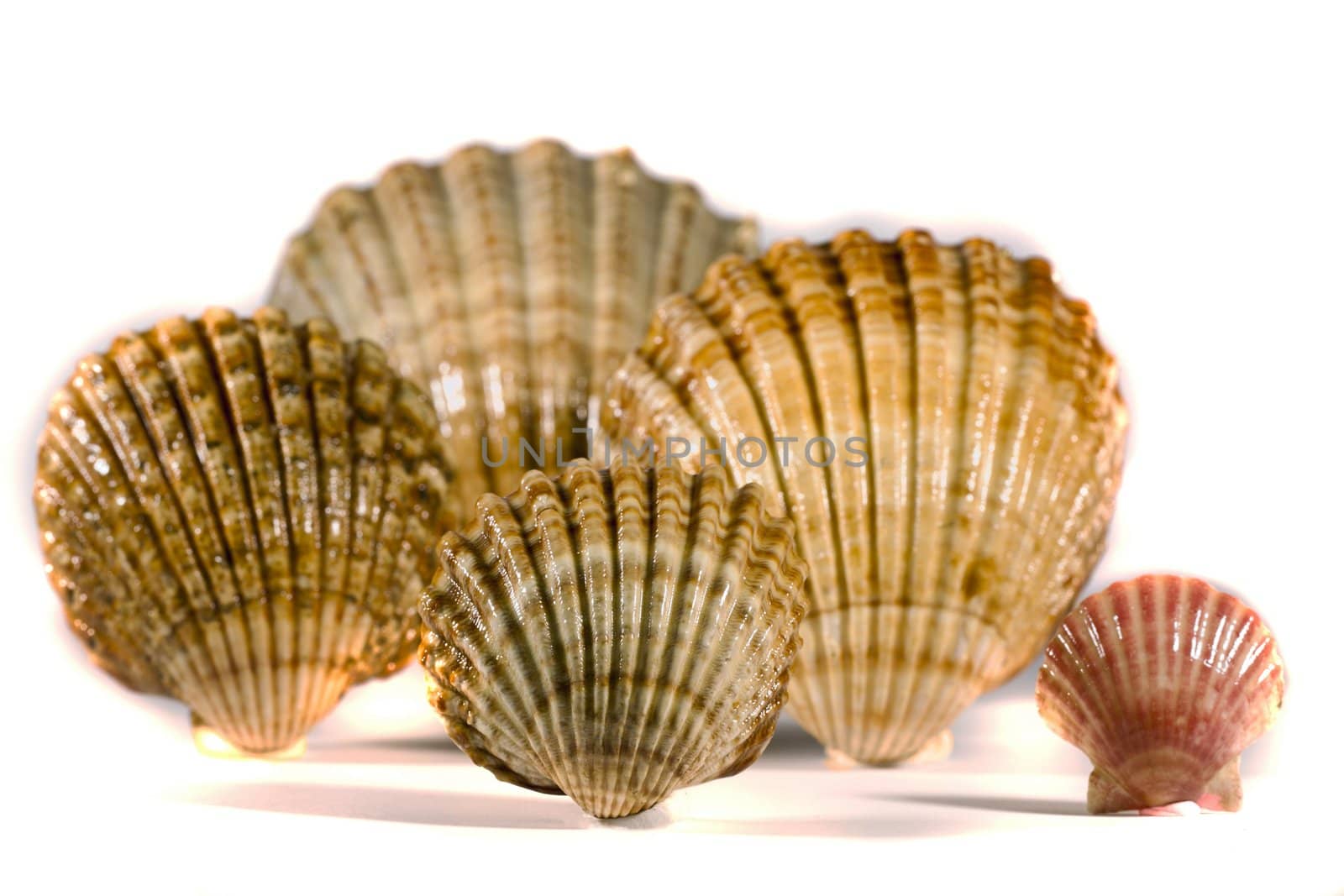 Close view detail of a bunch of seashells isolated on a white background.