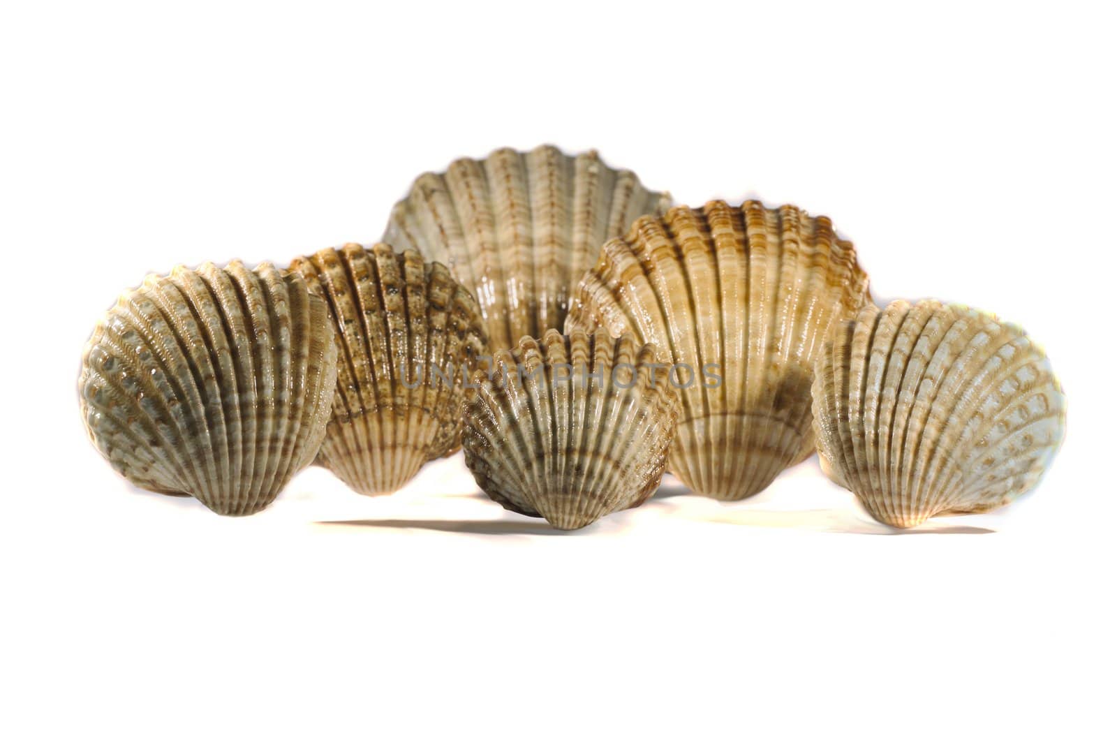 Close view detail of a bunch of seashells isolated on a white background.