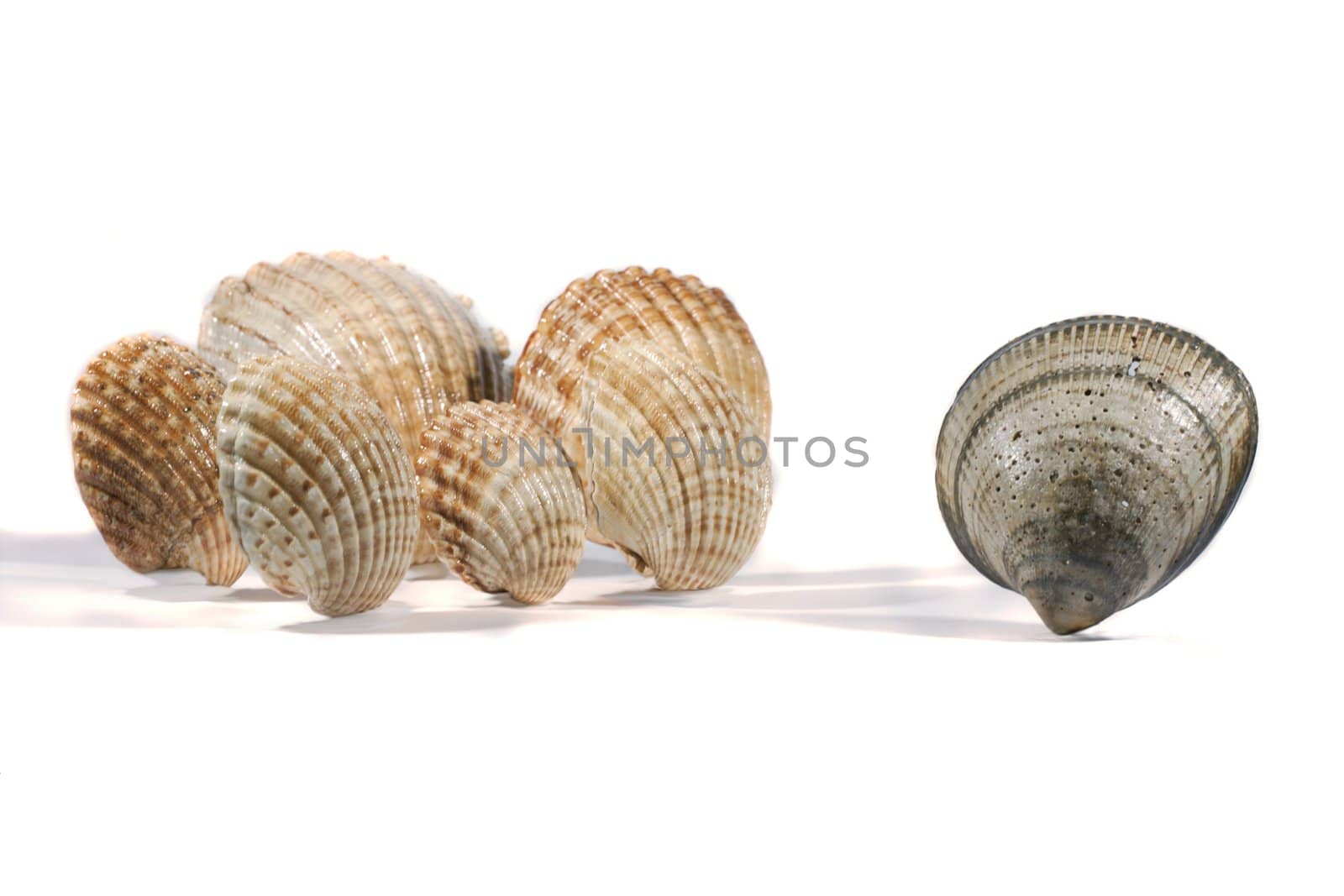 Close view detail of a bunch of seashells isolated on a white background.