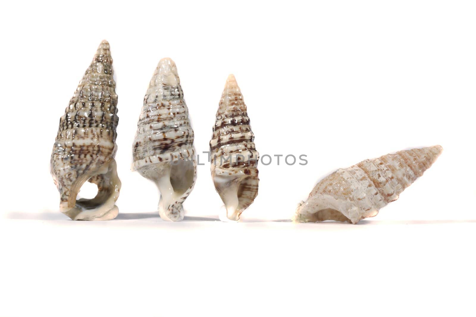 Close view detail of a group of different seashells isolated on a white background.