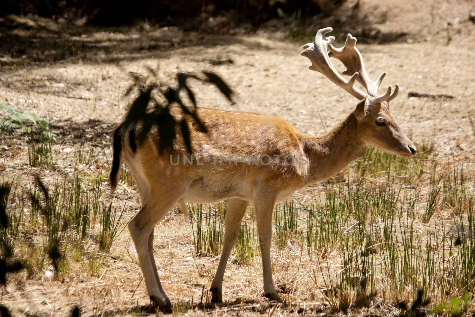 Close view of a cervus dama type deer located on Portugal.