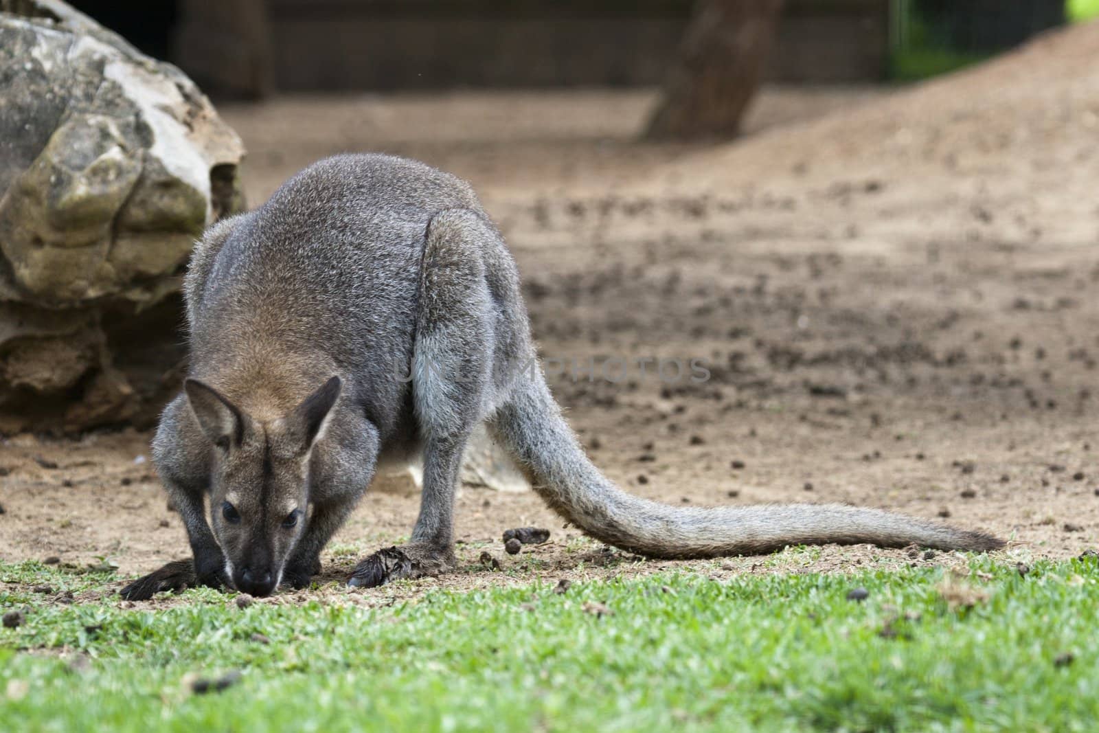 cute wallaby by membio