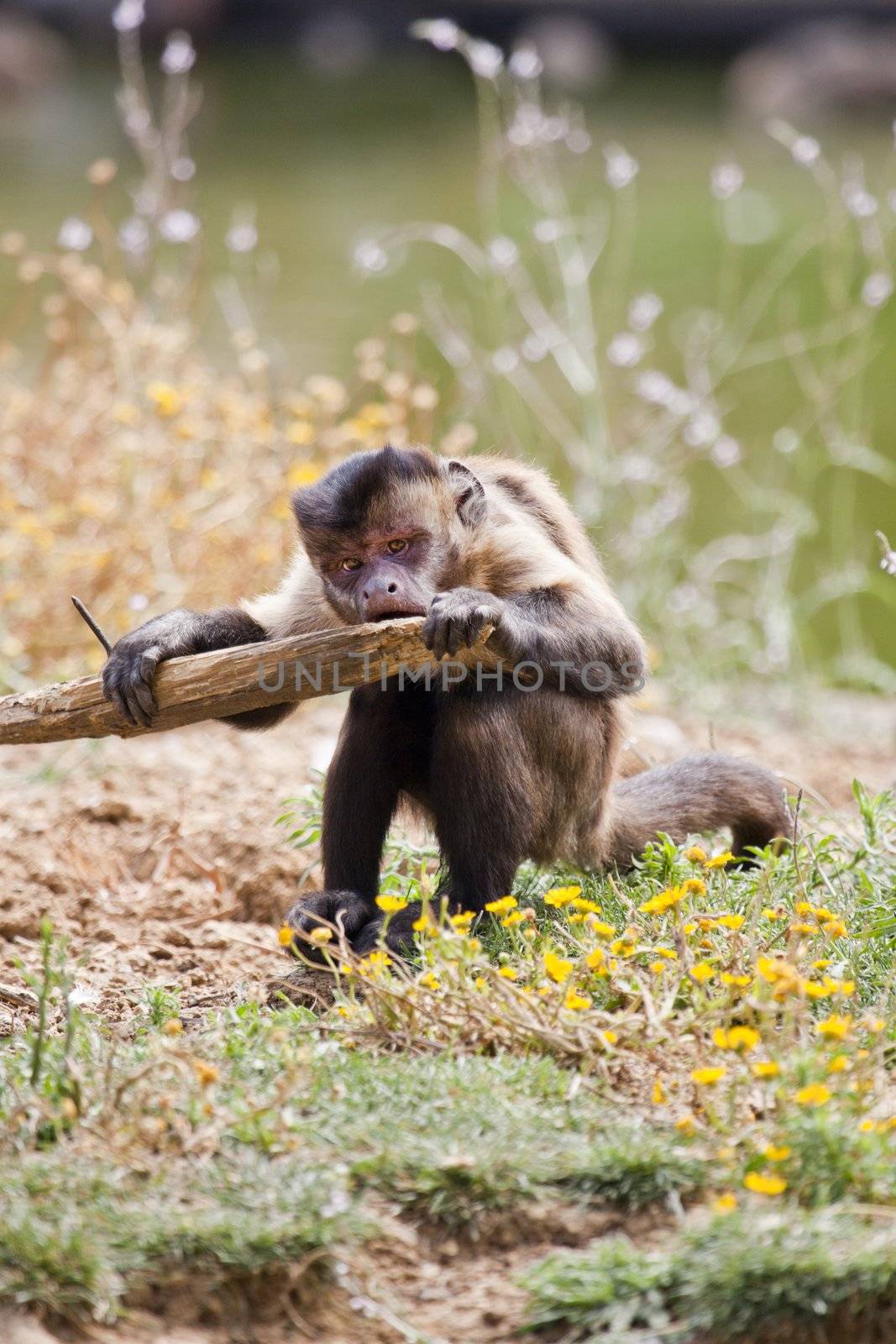 View of a Black-capped Capuchin monkey chewing a piece of wood.