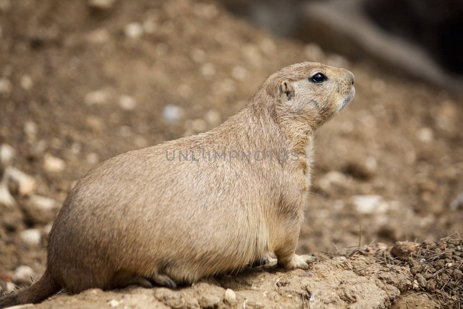 Prairie Dog by membio