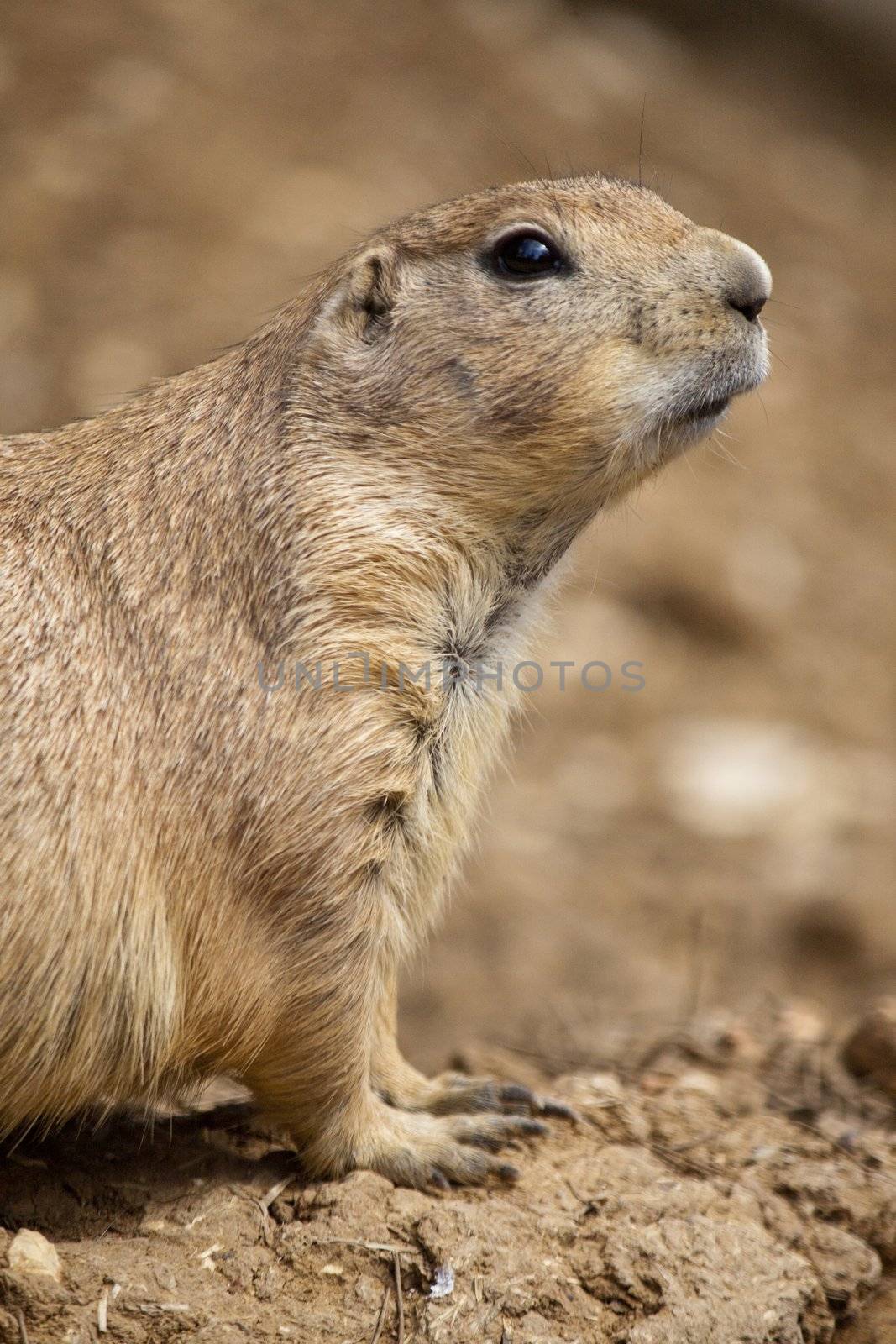 Close up view of a prairie dog on the zoo.