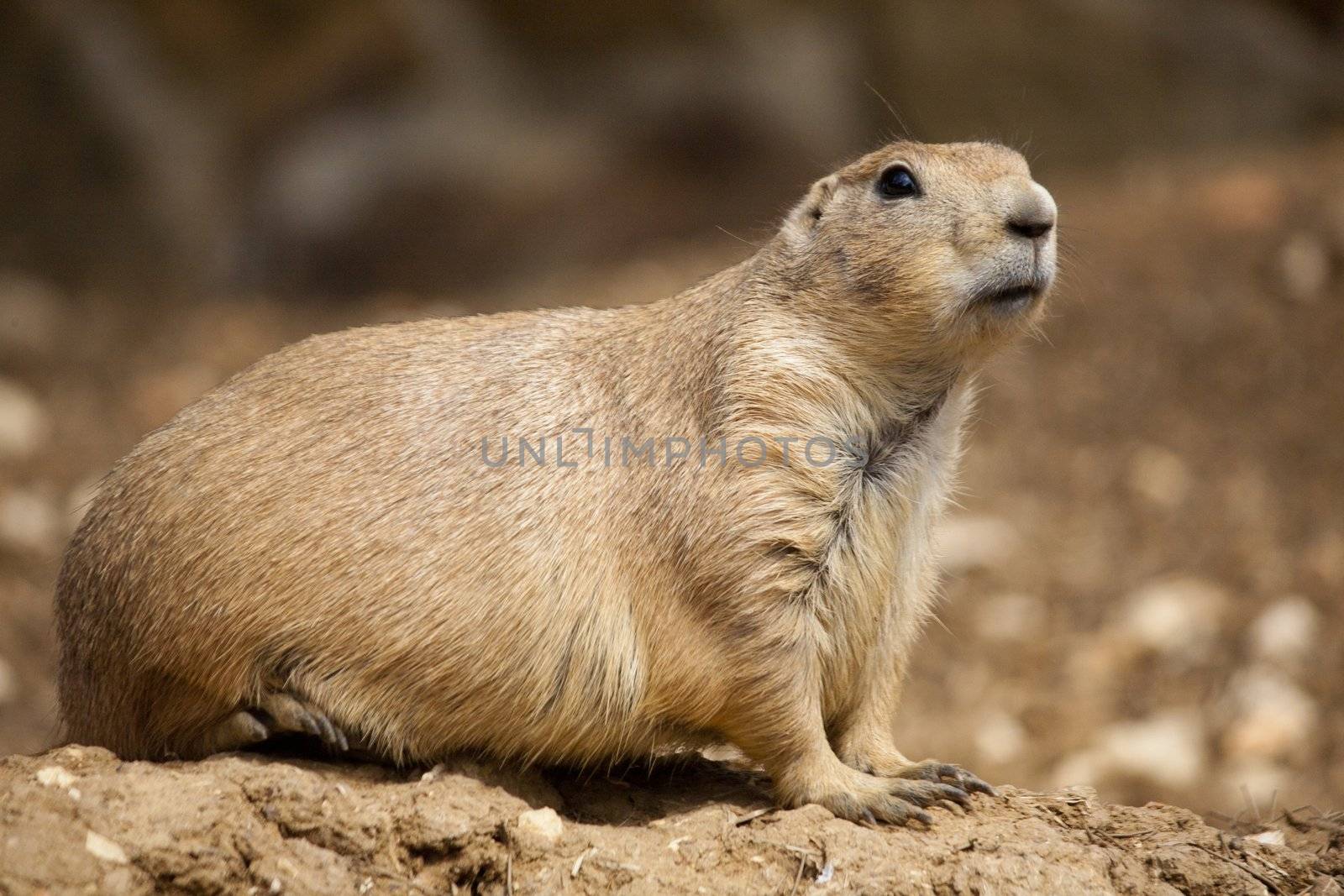 Close up view of a prairie dog on the zoo.