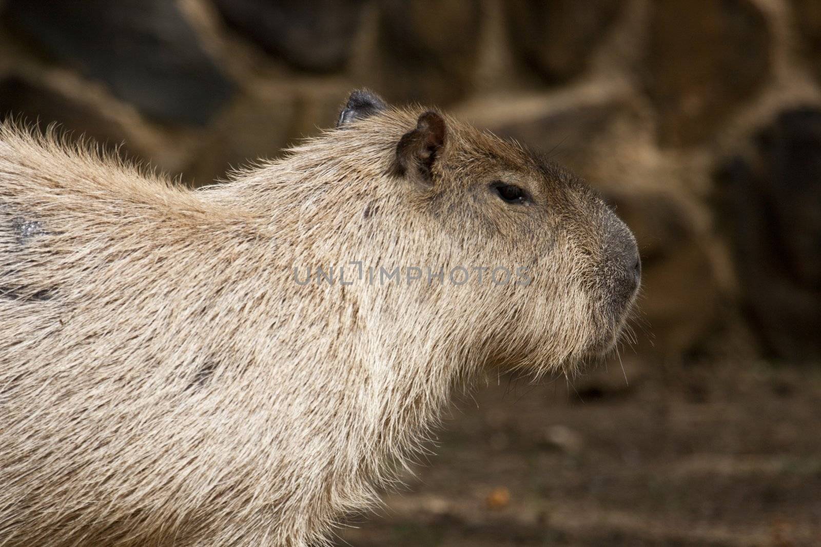 Close up view of a Capybara rodent animal.