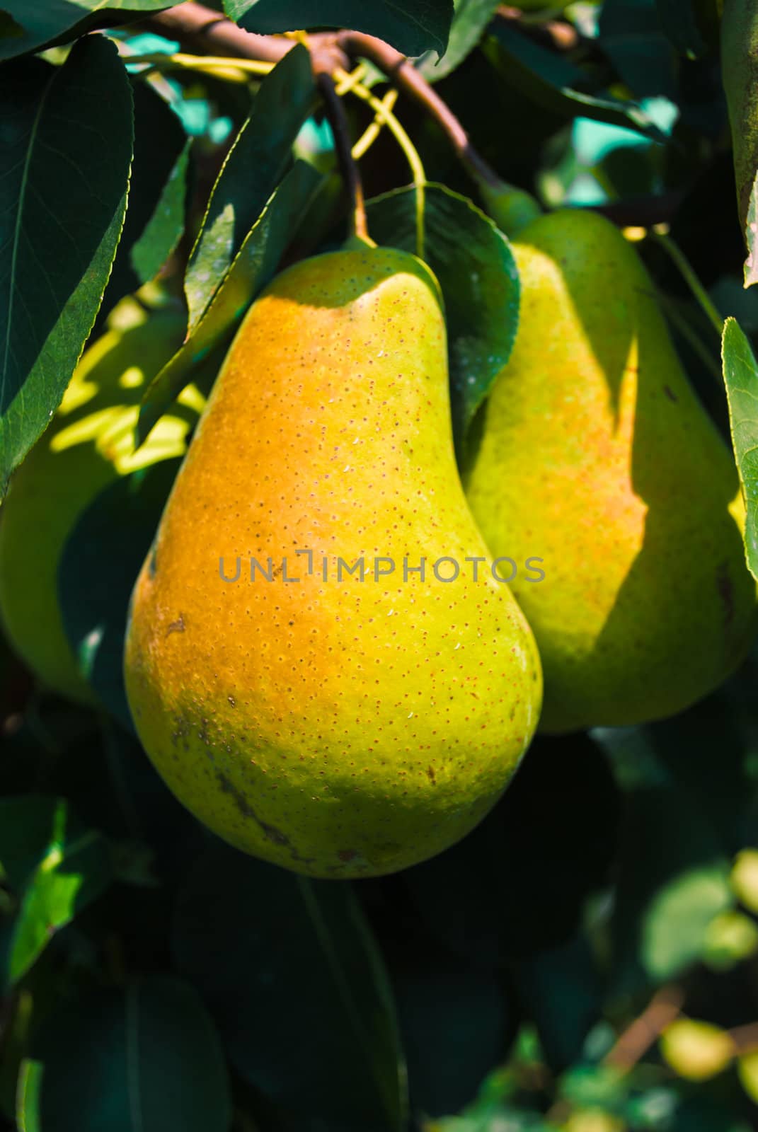 Cluster of ripe pears on a tree branch by betterinall