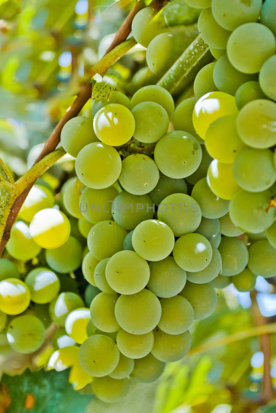 Bunch of grapes on grapevine, in vineyard