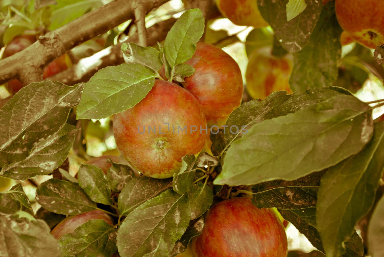 Cluster of ripe apples on a tree branch in autumn