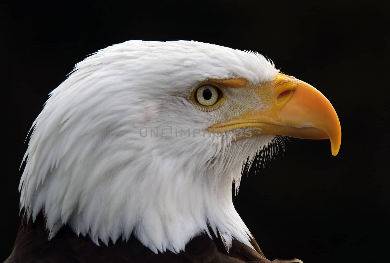 Bald eagle by nialat