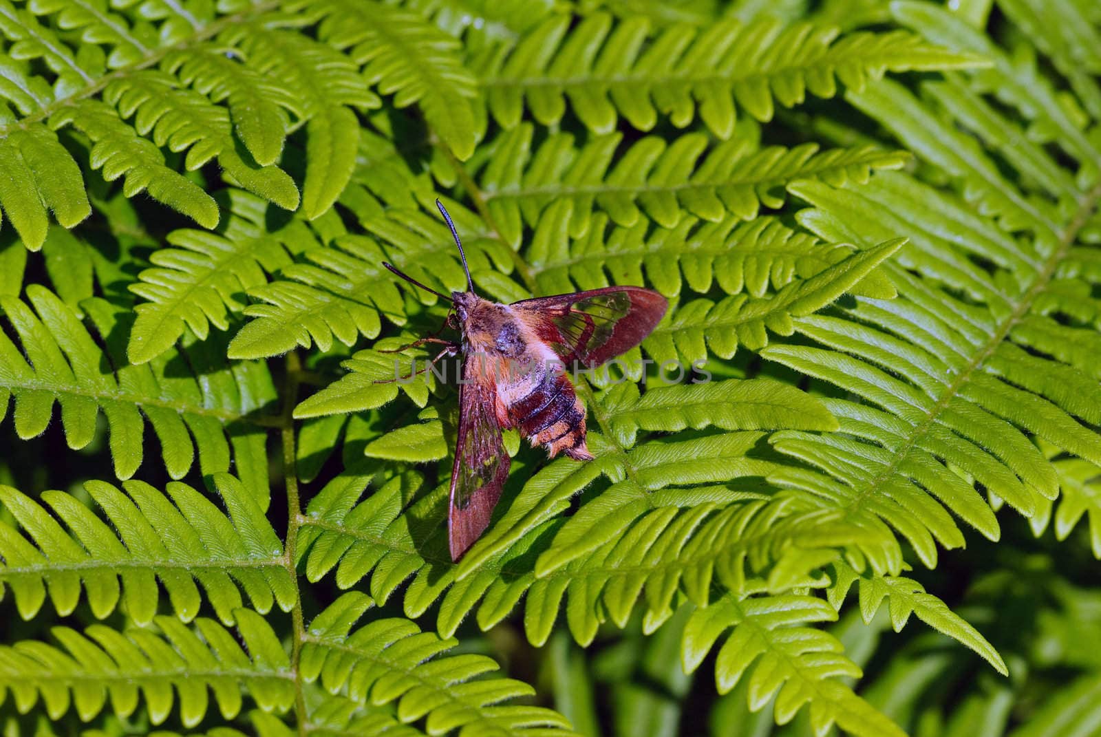 Moth on a fern by nialat