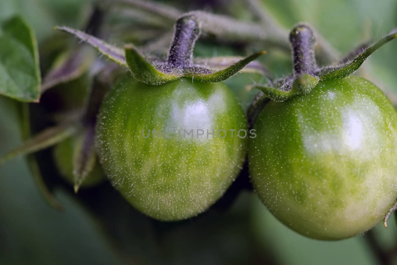 Green Tomatoes by nialat