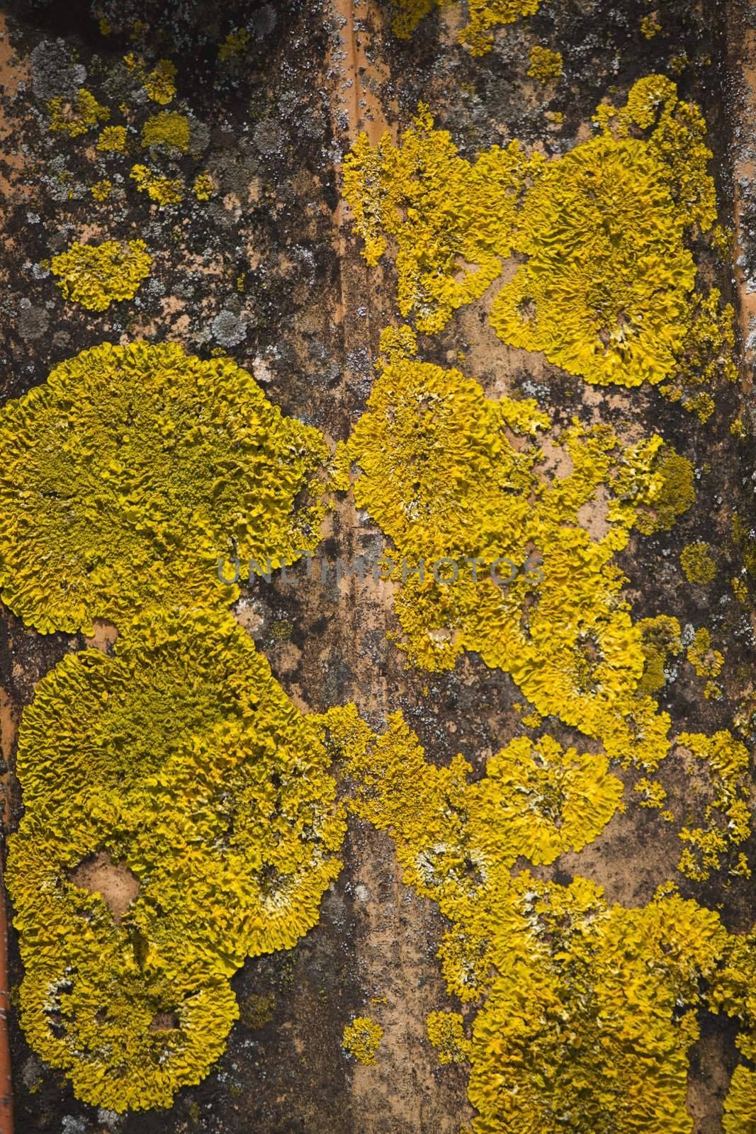 yellow lichen by membio