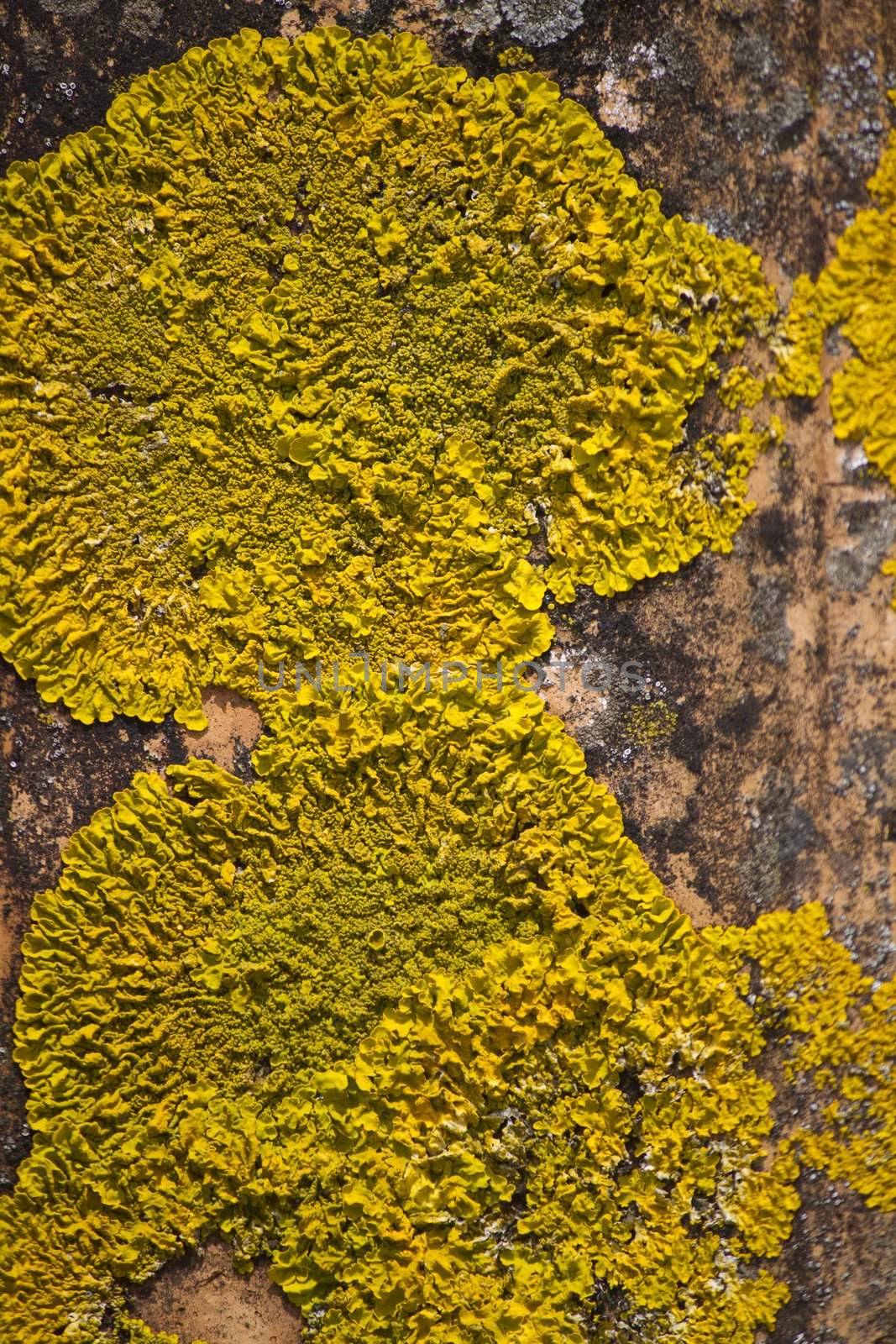 Close up view of dry yellow lichen on a red brick tile.