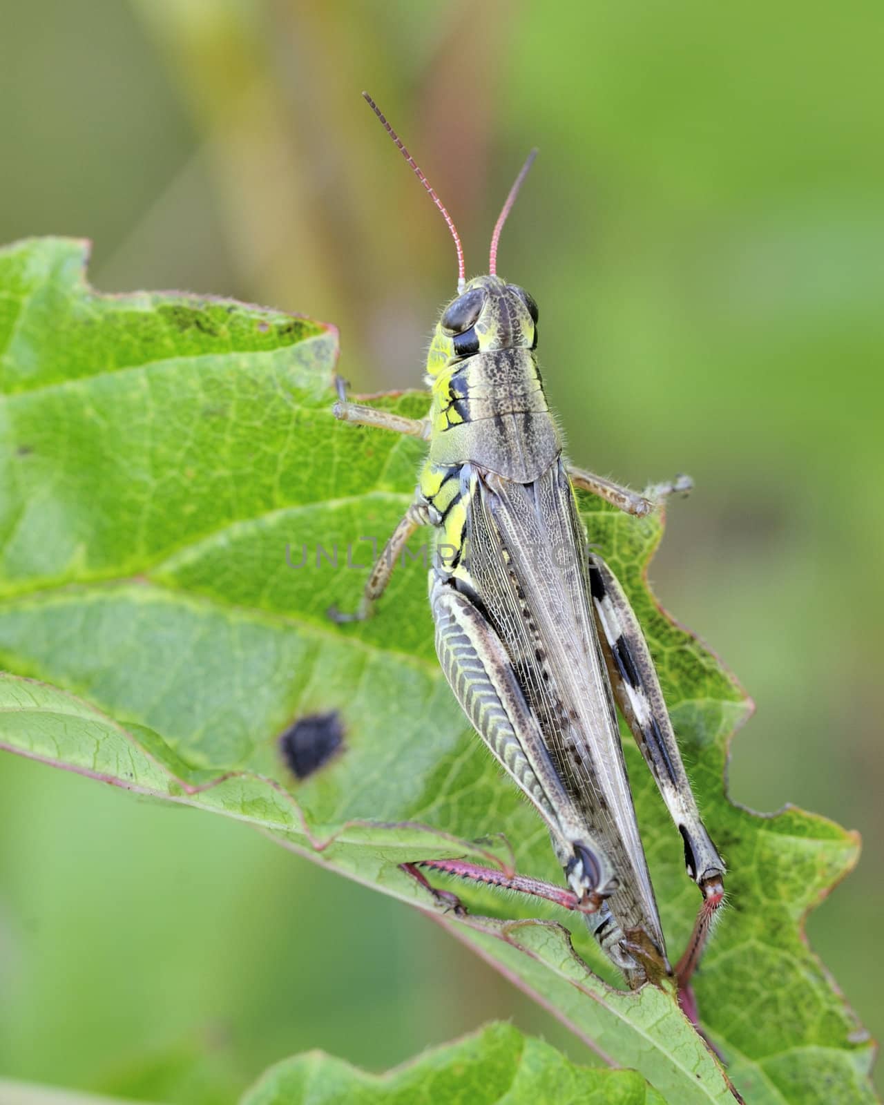 A grasshopper perched on a plant leaf.