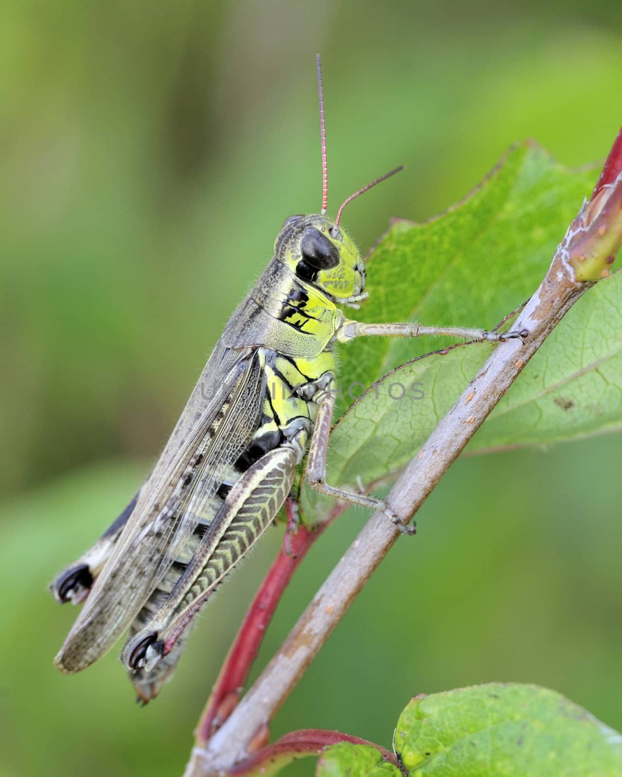 A grasshopper perched on a plant stem.