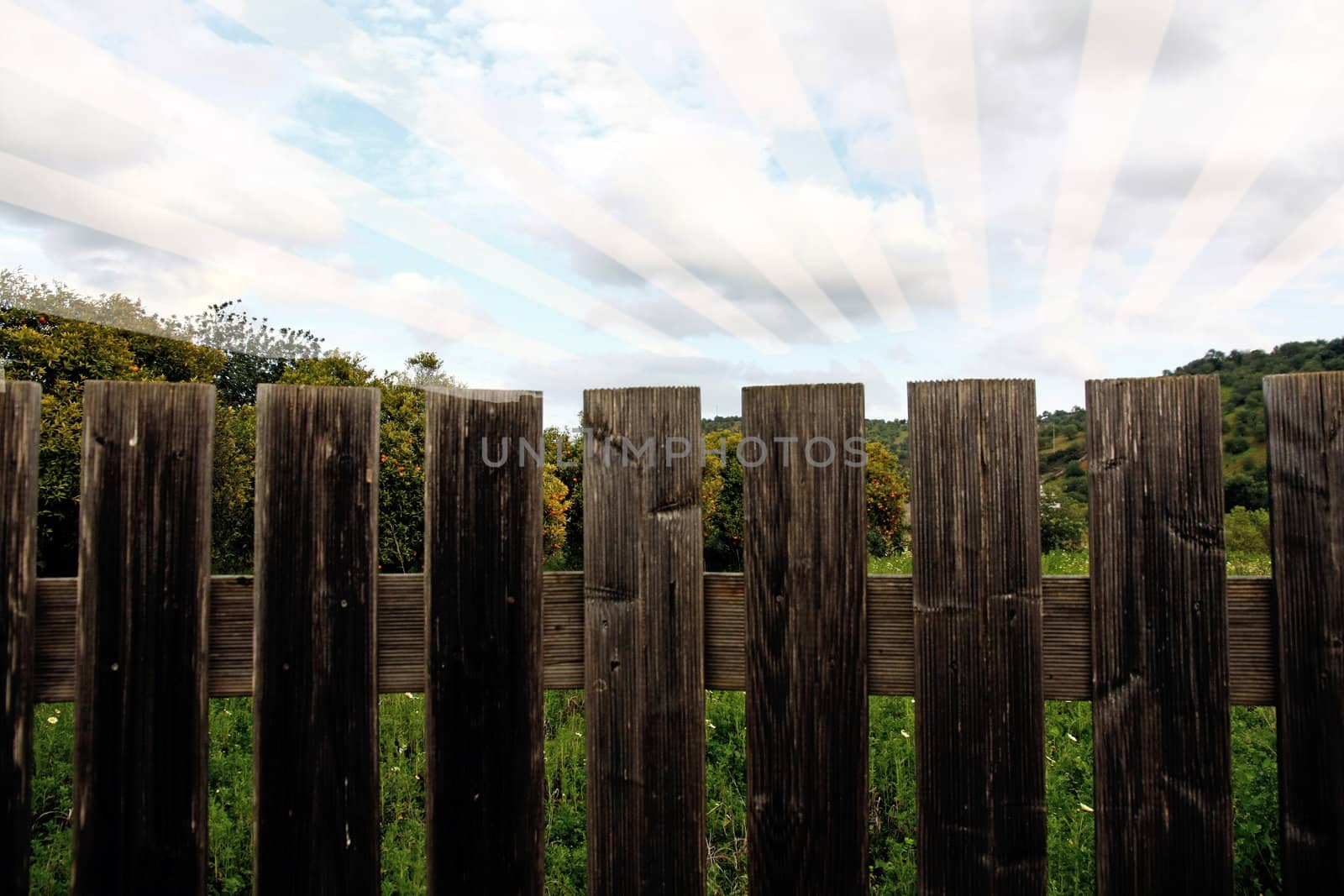 View of a wooden fence separating a orange tree plantation.