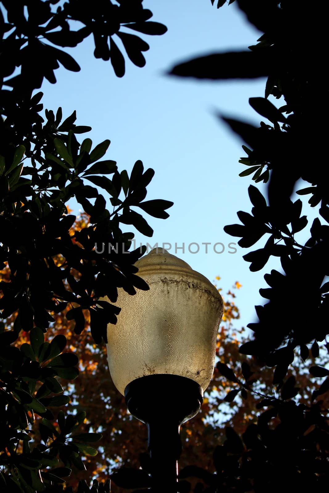 Street lamp surrounded by membio