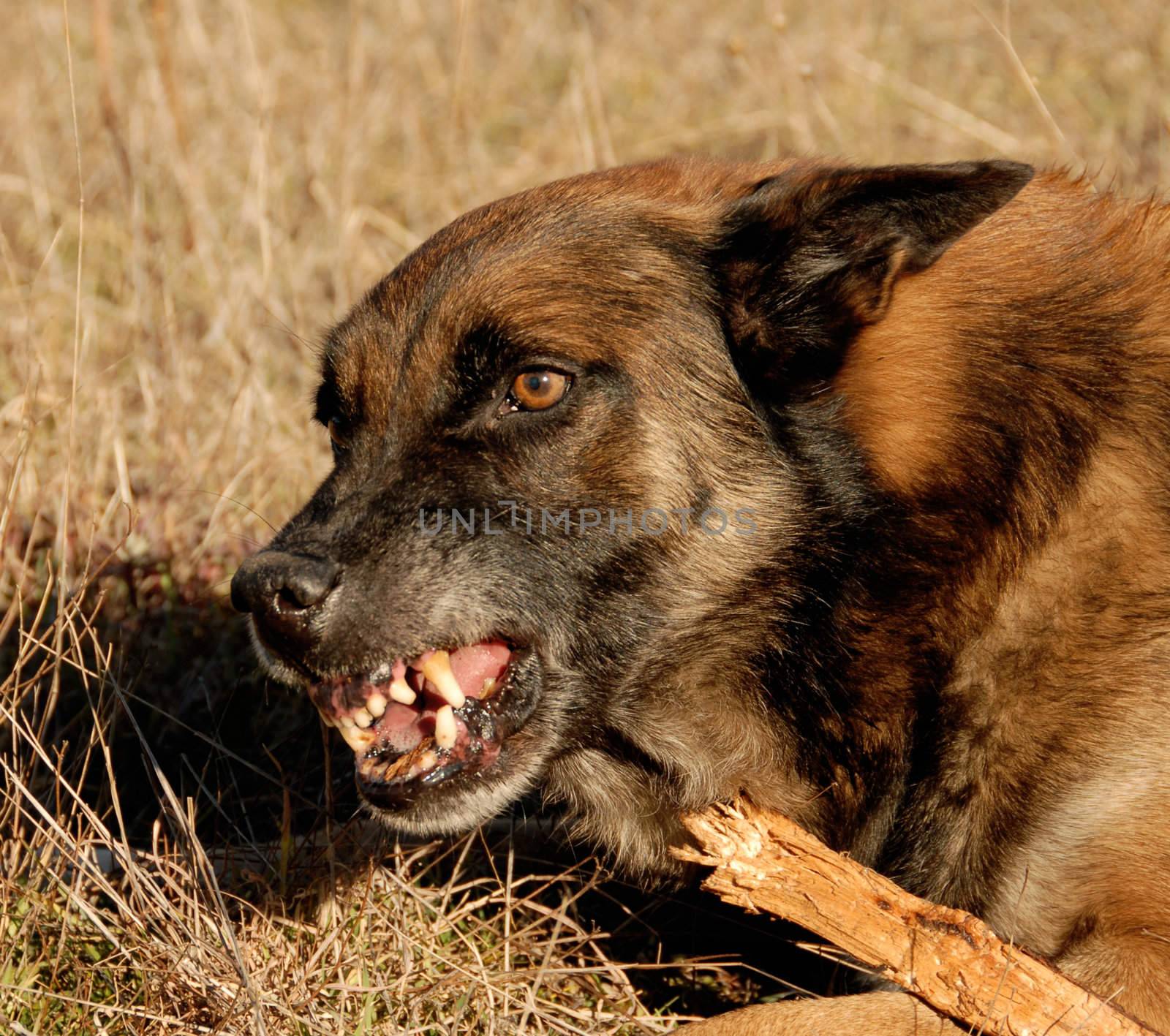 aggressive purebred belgian shepherd malinois in a field