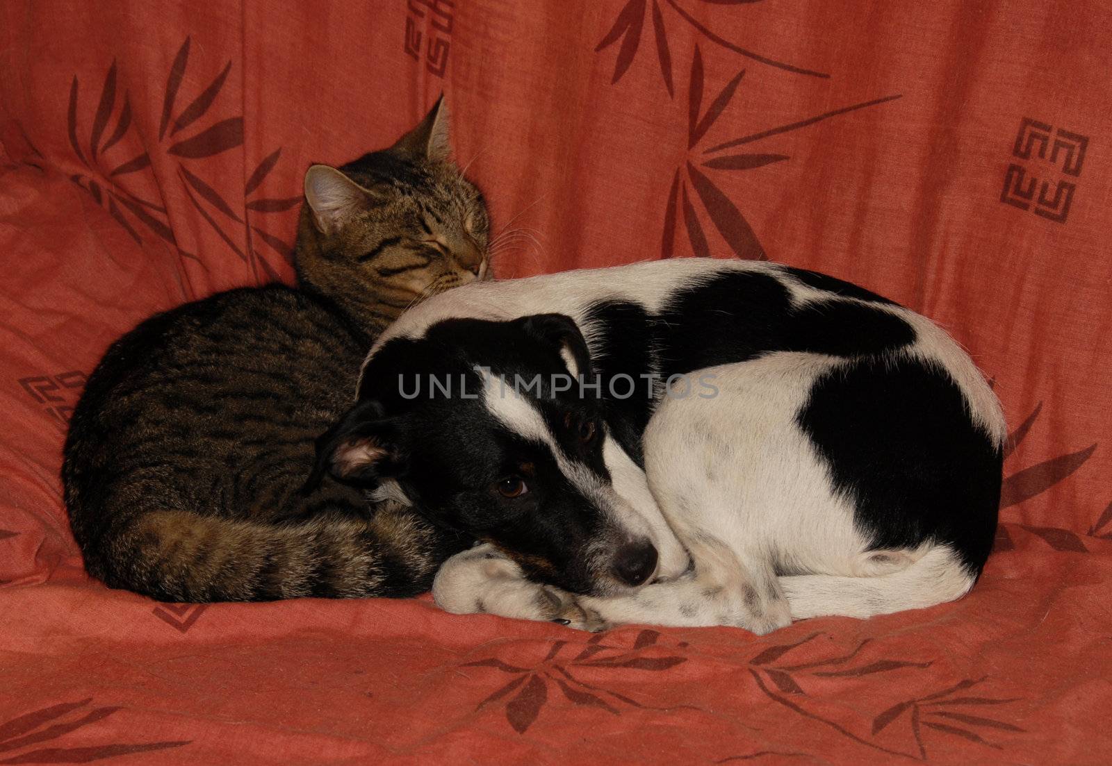 sleeping grey cat and purebred jack russel terrier