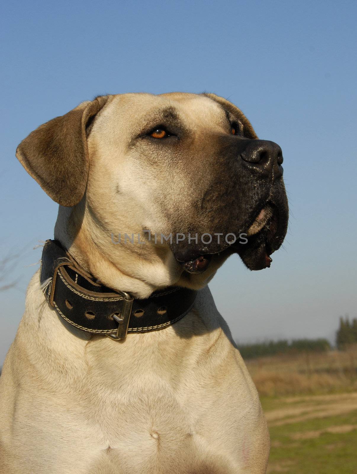 portrait of a beautiful purebred dogo canario