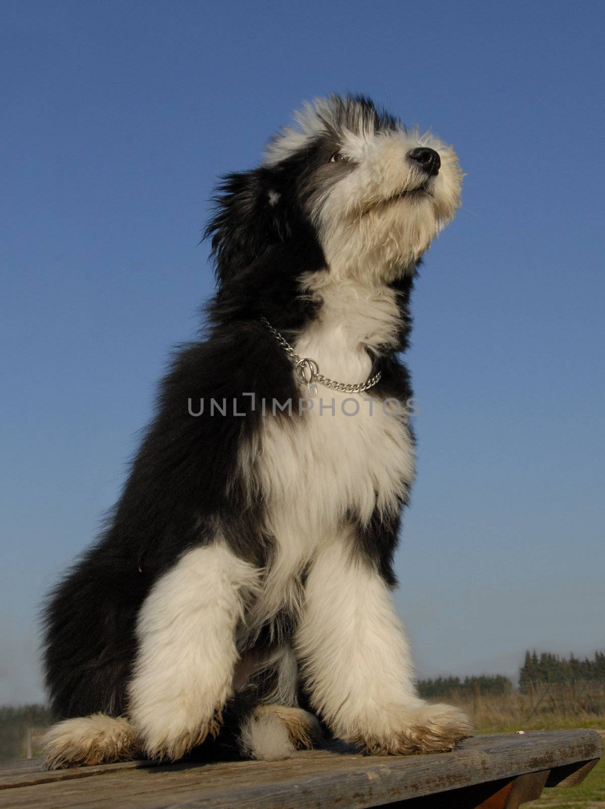 beautiful puppy purebred bearded collie sitting on a table