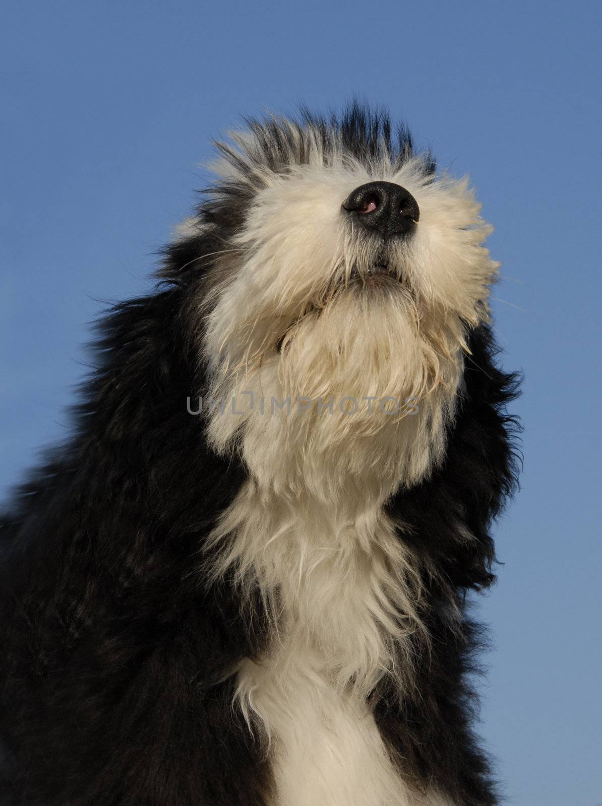 puppy bearded collie by cynoclub